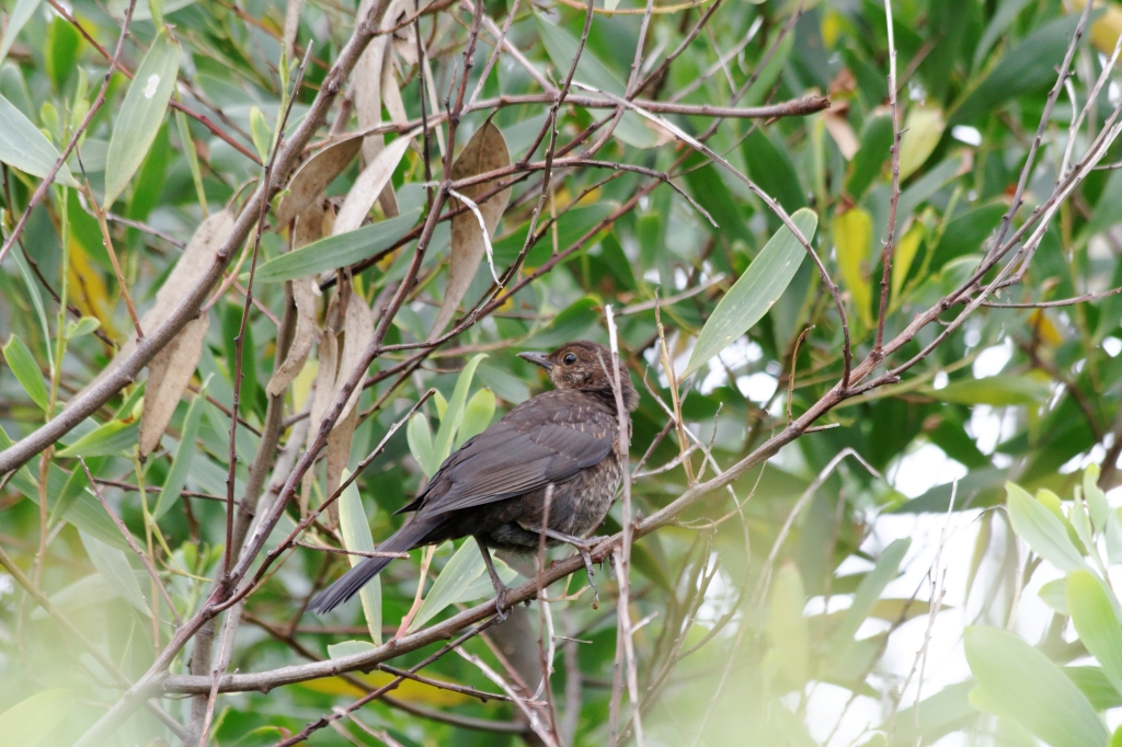 05 - Bay of Fire (10).jpg